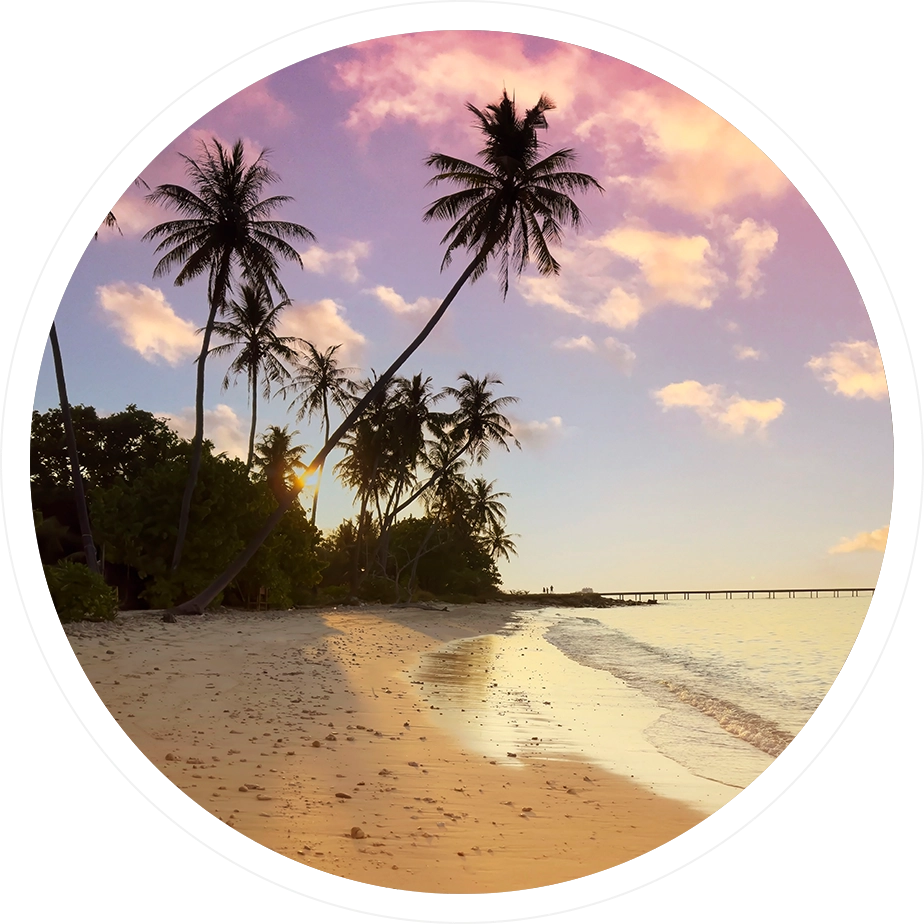 A beach with palm trees and the ocean in the background.