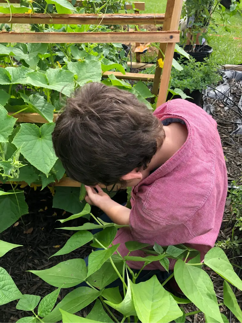 A boy in pink shirt looking at plant.