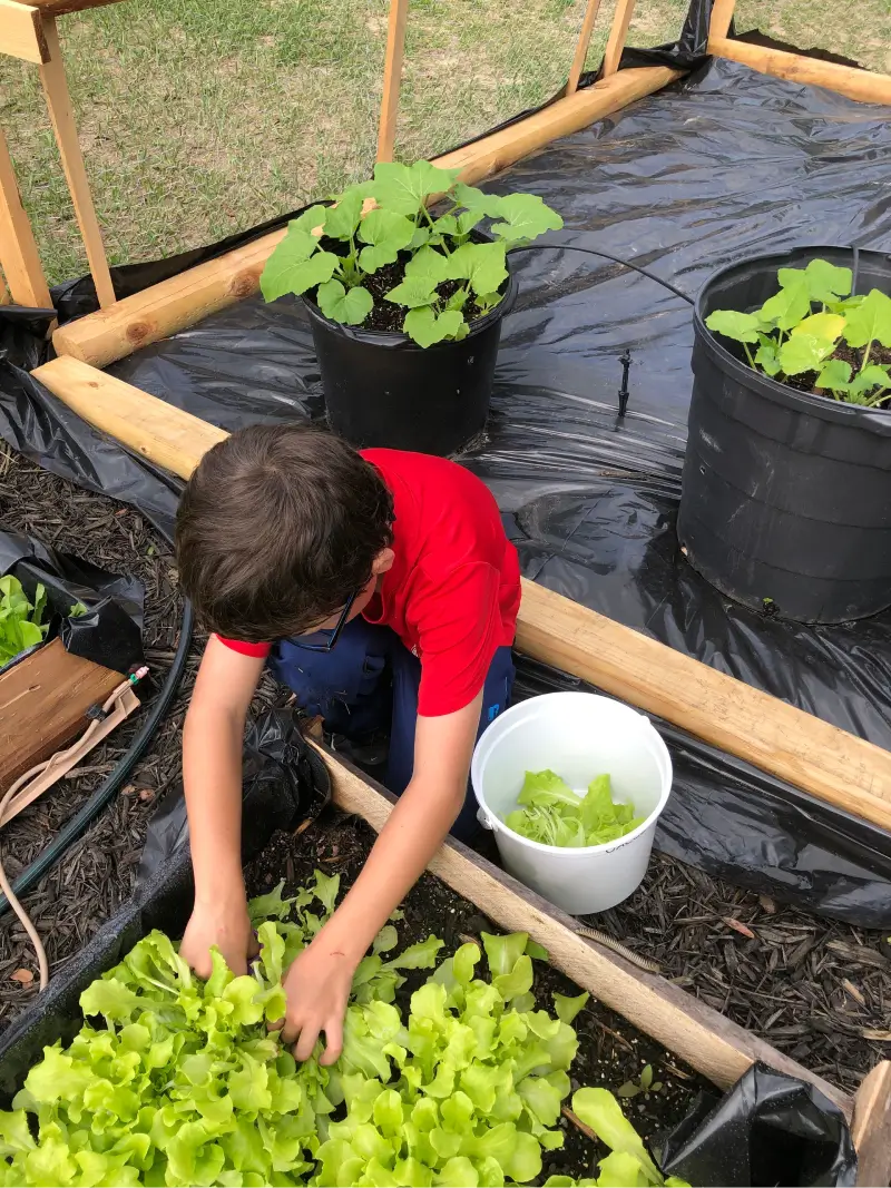 A boy in red shirt picking green leaves.